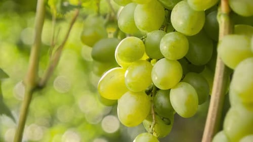 Dolly Shot of Green Grapes Ripening and Growing in Vineyard