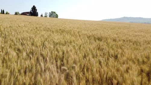 Golden Wheat Field in Agriculture Rural Farm