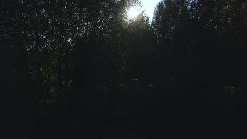 Backlit flight in the park among the trees. Aerial photography.