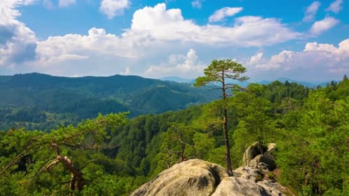 Mountain Landscape with Pine Trees Growing on Rock