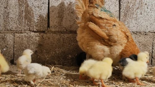 Laying Hen in a Chicken Coop with Many Little Chickens and Even Goslings