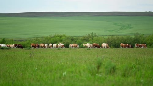 Amazing landscape with a cattle grazing on green grass, White and brown cows on the hill background