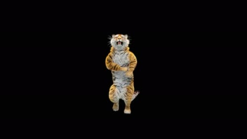 65 Tiger Tanzen 4K