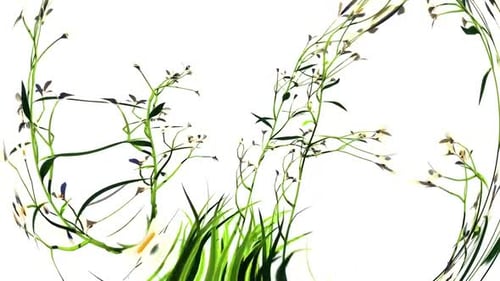 Organic Plant Growth Animation with Fisheye Effect
