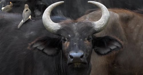 Búfalo africano, syncerus caffer, adulto con picabueyes de pico amarillo, buphagus africanus