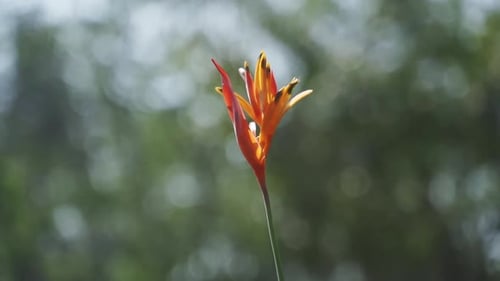 Fleur d'oranger sur une tige et vision floue des arbres en arrière-plan