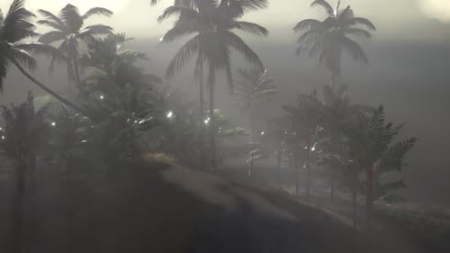 Misty Tropical Palm Tree Jungle with Sun Ray Animation