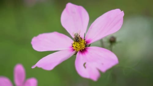 Honeybee Collecting Pollen from Pink Flower Close Up