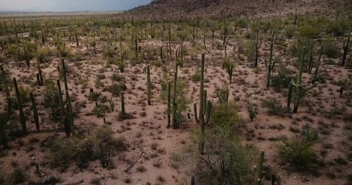 Drohne fliegt tief über dem erstaunlichen Saguaro Cactus Valley in der wunderschönen Sommerwüste von Arizona