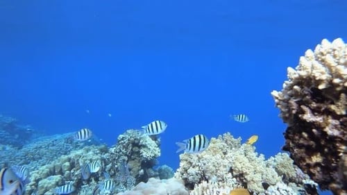 Underwater Colourful Tropical Fishes