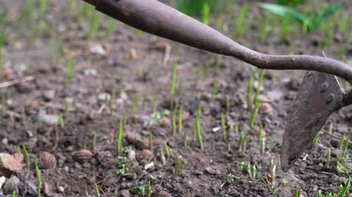Close Up View of Plucking the Weeds By Hoe