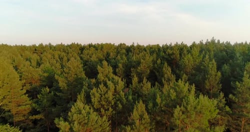 Flying Over Forest