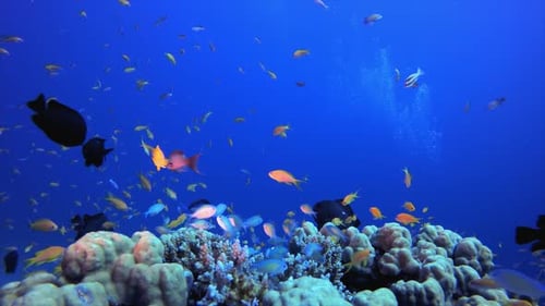 Underwater Fish and Coral Garden