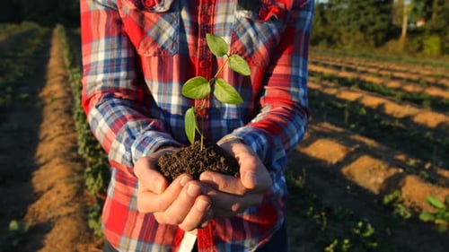 Farmer holding small plant in hands