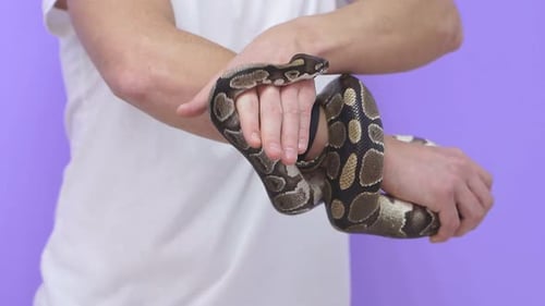 Gros plan d'un serpent entre des mains humaines