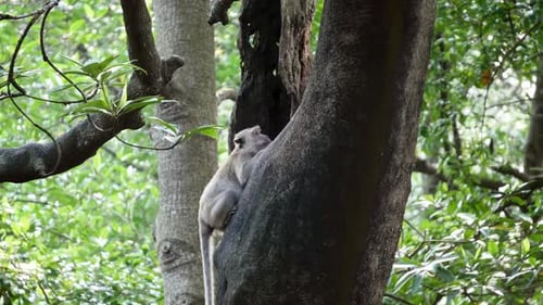 A monkey search food at the trunk of mangrove tree