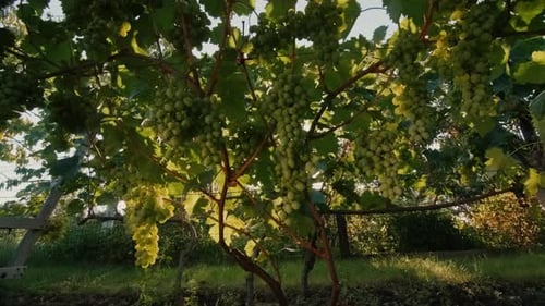 Lush Green Grapes Growing on the Vine