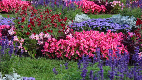 Blumenbeet mit verschiedenen Blumen