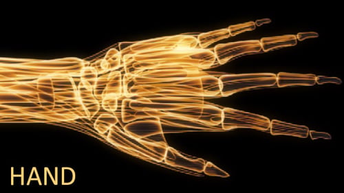 Futuristic X-Ray Scan of Human Hand Bones