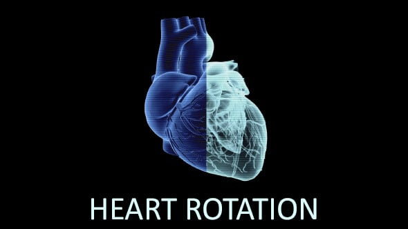 Heart Rotation (3-Pack), Elements Motion Graphics ft. anatomy & biology ...