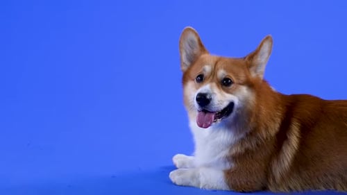 Cute Corgi Dog Resting on Blue Background