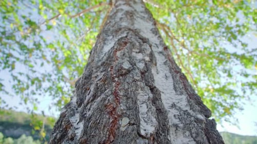 Old Birch Tree with Embossed Bark and Wide Green Crown