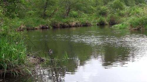 Forest River At Cloudy Day 02