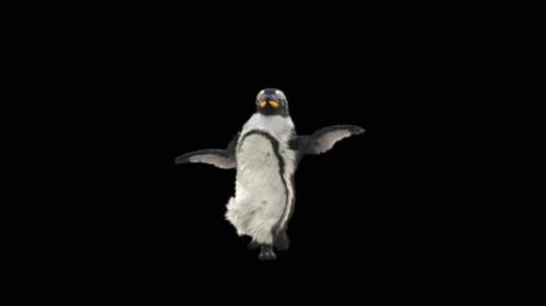Penguin Dancing HD