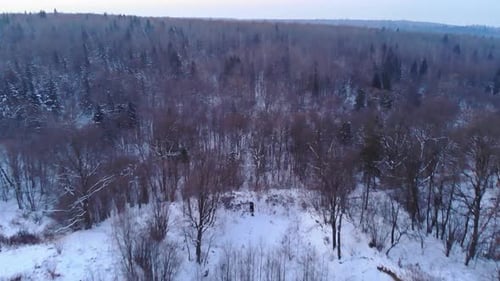 Aerial Panoramic View Winter Period Landscape Forest Trees Covered Snow Sunset