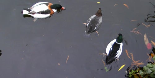 Canards