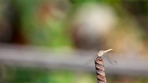 Dragonfly.