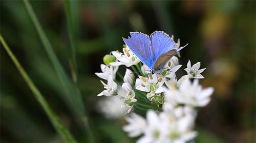 Blue butterfly.