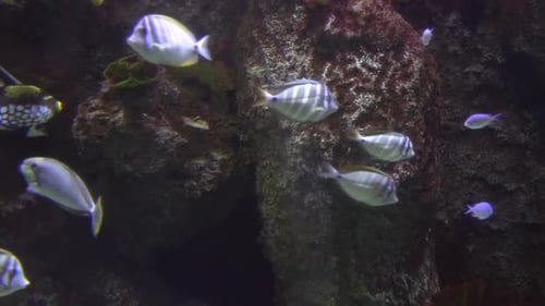 Underwater Tropical Sea Fishes