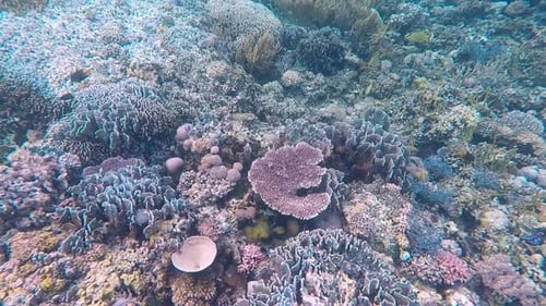 Stunning colourful coral reef, tropical fish and underwater life of coral triangle, scuba diving and