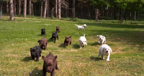 Puppies Run and Frolic in Green Field