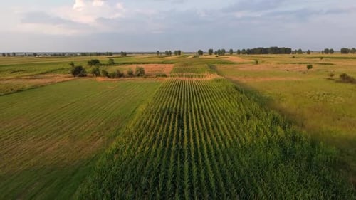 Over Corn Plantation Aerial View