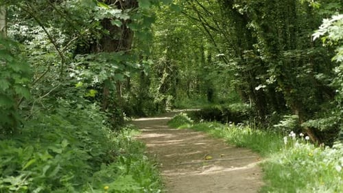 Green alley natural made tree and vegetation path background 4K 2160p 30fps UltraHD footage - Walk a