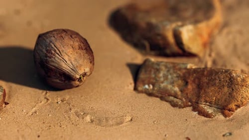Coconut on Sand Beach at Sunset