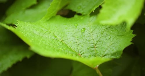Lush Green Leaves with Water Droplets