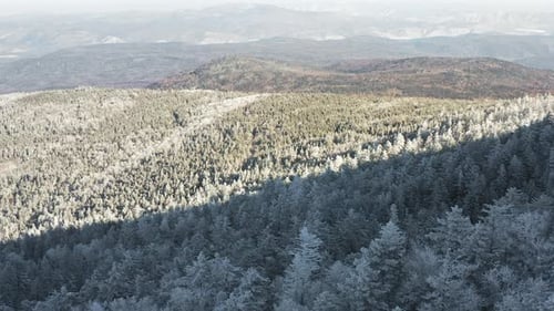 Winter Forest Nature Snow and Frost Covered Conifers Alpine Landscape