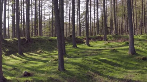 Leerer grüner Wald bei Sonnenuntergang Slow Dolly Shot