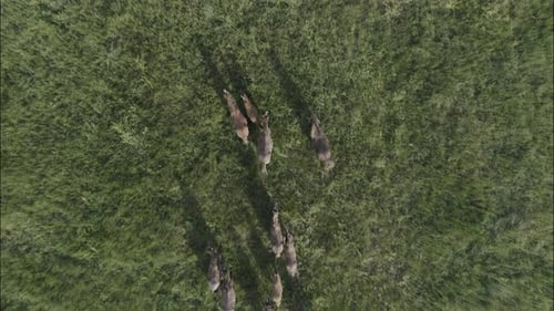 Chevaux sauvages qui courent des Mustangs sauvages sur l'herbe verte