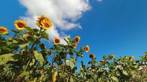 Time Lapse Of Sunny Sunflower Field