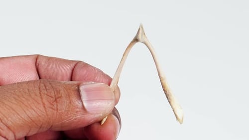 Wishbone Held in Hand Close Up