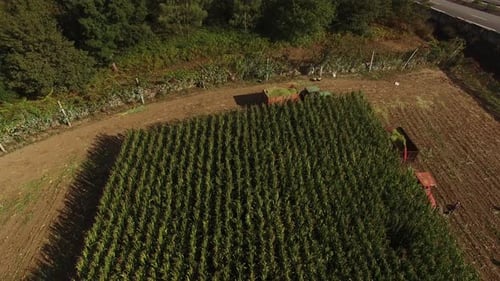 Aerial View Corn Harvest