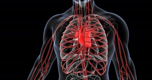 3D Animation of Human Heart and Vascular System