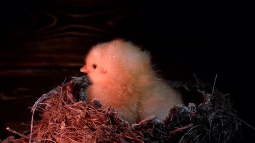 Adorable Baby Chick Sitting in Nest