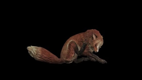3D Animated Red Fox Walking, Sitting, and Scratching