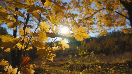 Close Up of Yellow Maple Leaves on Tree Branches Gently Sways on the Wind at Autumn Forest. Warm