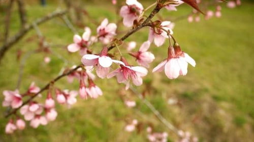 Pink Cherry Blossoms Blooming in the Springtime